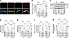 Nrf2 peptide attenuates oxidative stress.