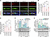 Alcohol impairs BBB integrity and Nrf2 peptide protects it.