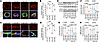 Nrf2 peptide protects the BBB in alcohol ingestion.