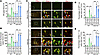 Nrf2 peptide attenuates BBB permeability and the transmigration of leukocyt
