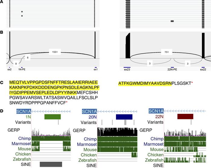 Features and conservation of SCN1A poison exons.
(A) Targeted RT-PCR and...