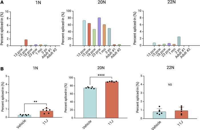 Developmental regulation of SCN1A poison exons and NMD sensitivity in iN...