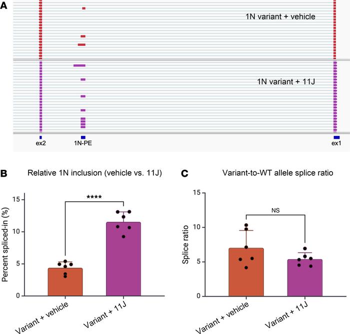 1N inclusion in patient iNeurons is sensitive to inhibition of nonsense-...