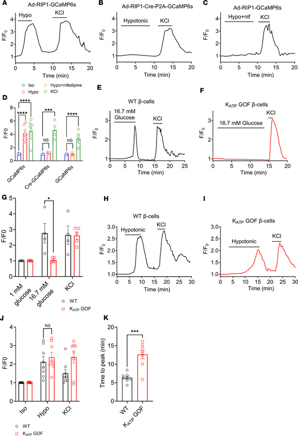 Hypotonic swelling-induced calcium transients in β cells occur independe...