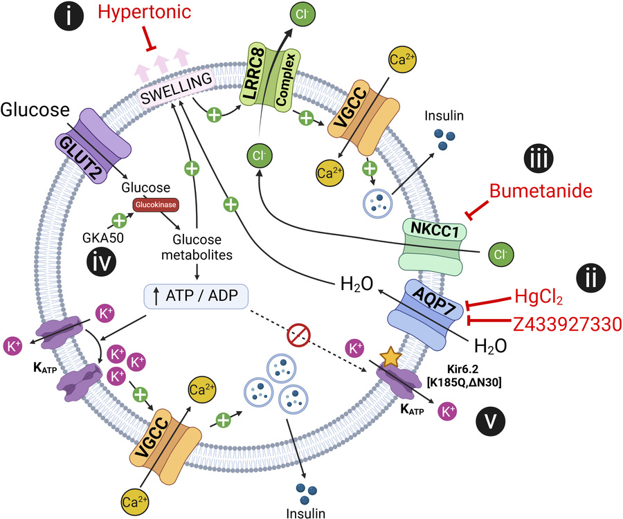 Testing a working model of LRRC8-mediated swell-secretion coupling count...