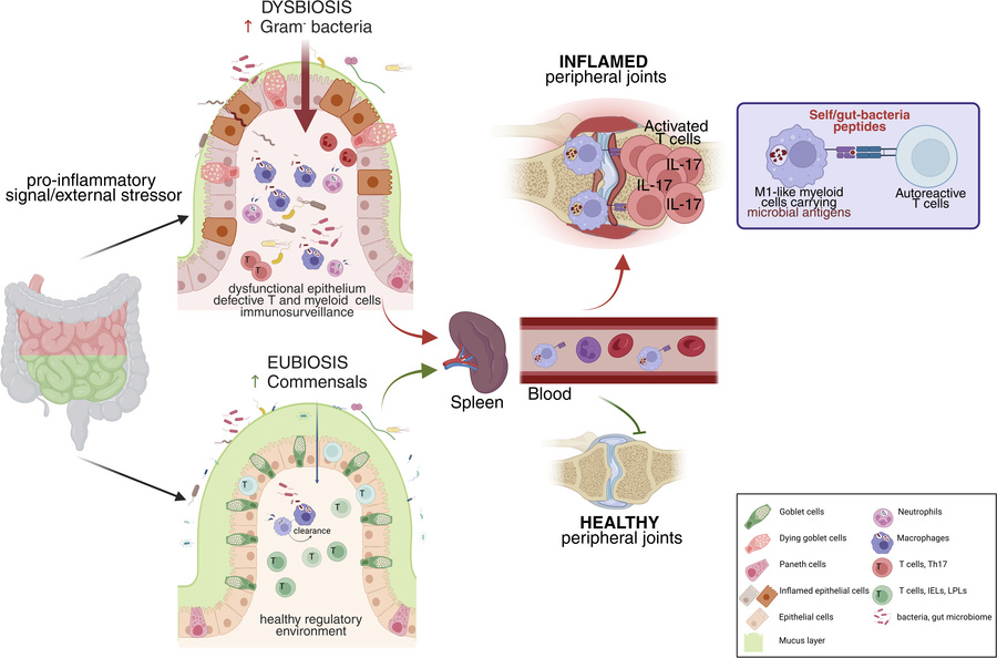 graphical abstract