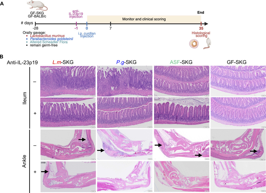 Monoassociations with P. goldsteinii and L. murinus are sufficient for c...