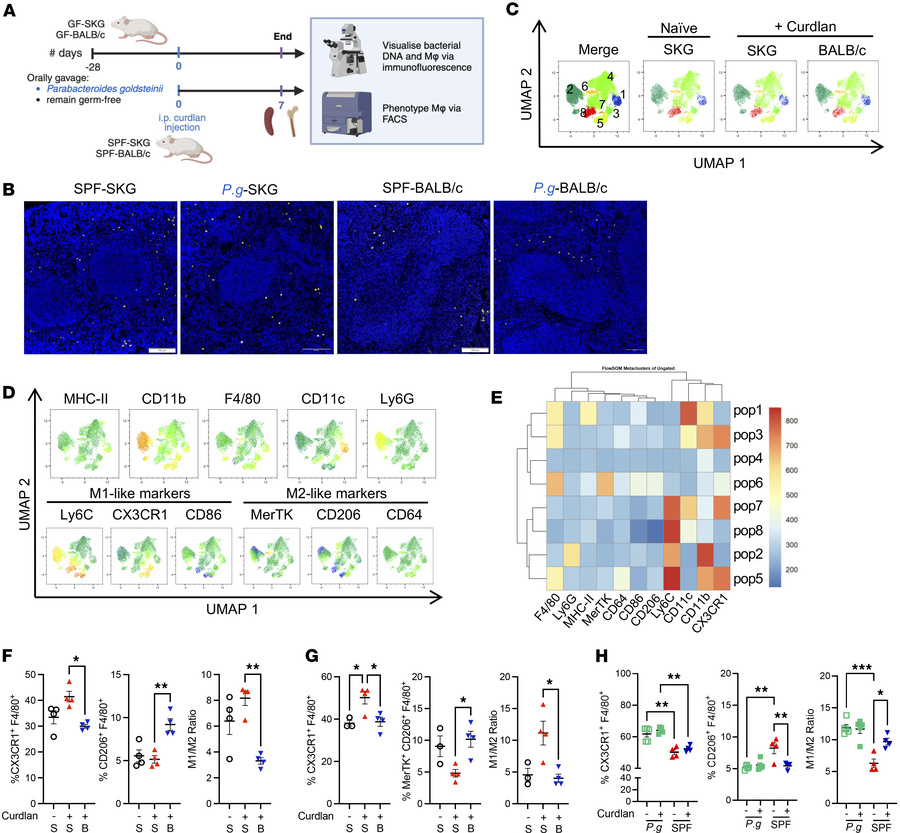 Myeloid cells in the spleen and bone marrow of SKG mice are proinflammat...