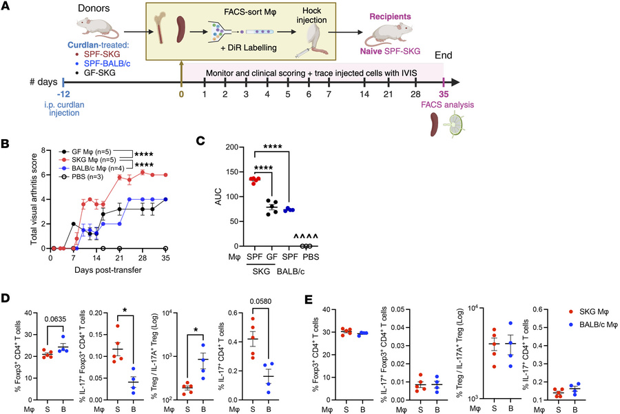 SKG-derived proinflammatory myeloid cells are arthritogenic.
(A–E) Exper...