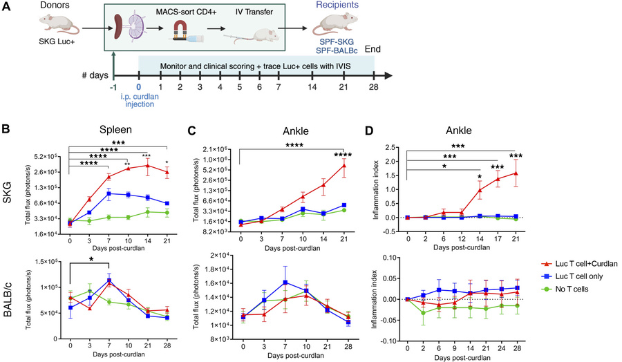 Tracking CD4+ T cells during early development of curdlan-induced SpA in...