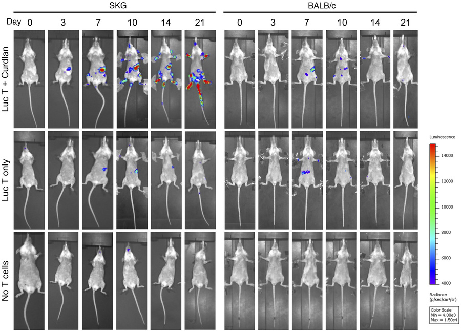 Tracking CD4+ T cells during early development of curdlan-induced SpA in...