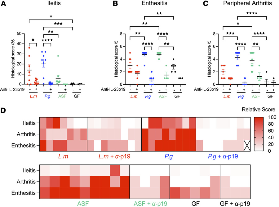 Monoassociations with P. goldsteinii and L. murinus are sufficient for c...