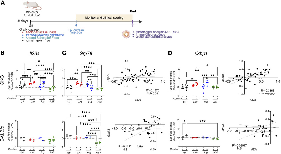 
P. goldsteinii and L. murinus promote ileal IL-23p19 expression and ER ...