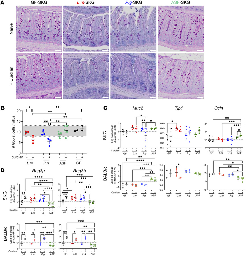 Gut integrity is altered in germ-free and monoassociated SKG mice.
GF-SK...