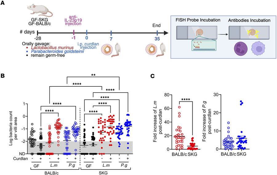 Curdlan promotes P. goldsteinii and L. murinus penetration through the i...