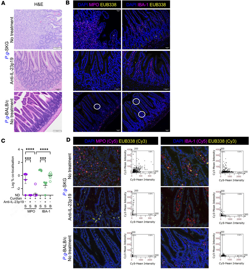 Bacterial DNA associates with neutrophils and macrophages in intestinal ...