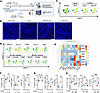 Myeloid cells in the spleen and bone marrow of SKG mice are proinflammatory