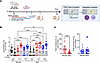 Curdlan promotes P. goldsteinii and L. murinus penetration through the ilea