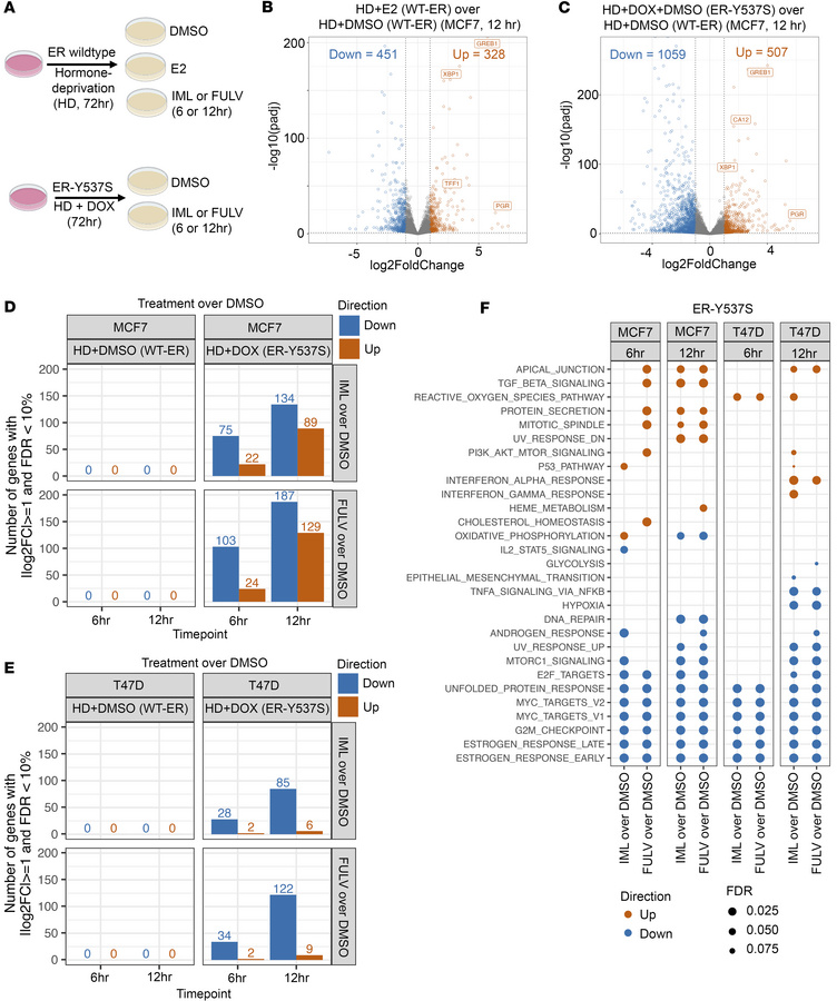 Transcriptional effects of imlunestrant.
(A) Cartoon schematic of the RN...
