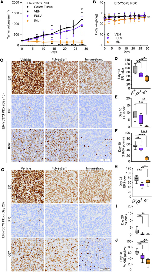 Imlunestrant treatment leads to decreased proliferation and tumor regres...