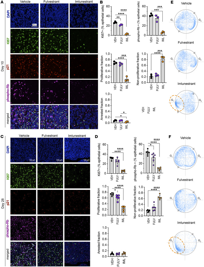 Multiparametric immunofluorescence analysis.
(A) Representative immunofl...
