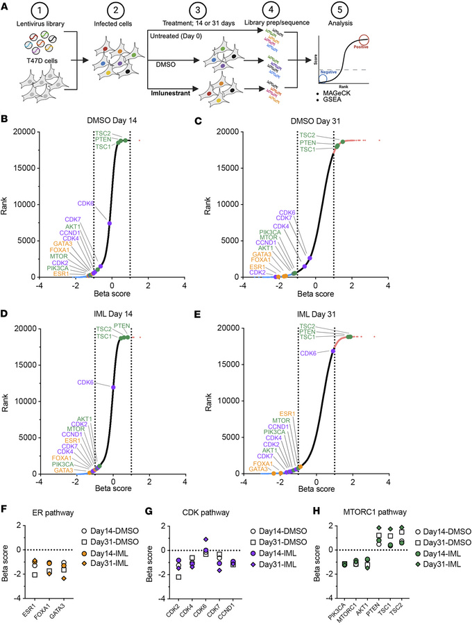 Genome-wide CRISPR screen in the presence of imlunestrant treatment.
(A)...
