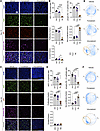 Multiparametric immunofluorescence analysis.
