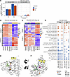 Transcriptomic effects of imlunestrant.