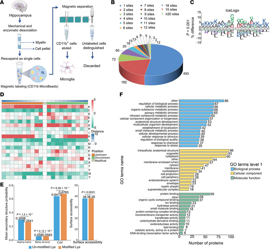 Identification of Kla proteome profile in isolated microglia.
(A) Schema...