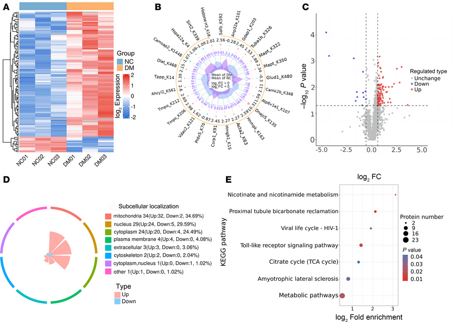 Quantification of the lactylome in microglia in response to different gl...