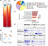 Analysis of the transcriptional consequences of H3K18la in HG-treated prima