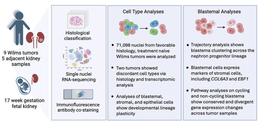 graphical abstract
