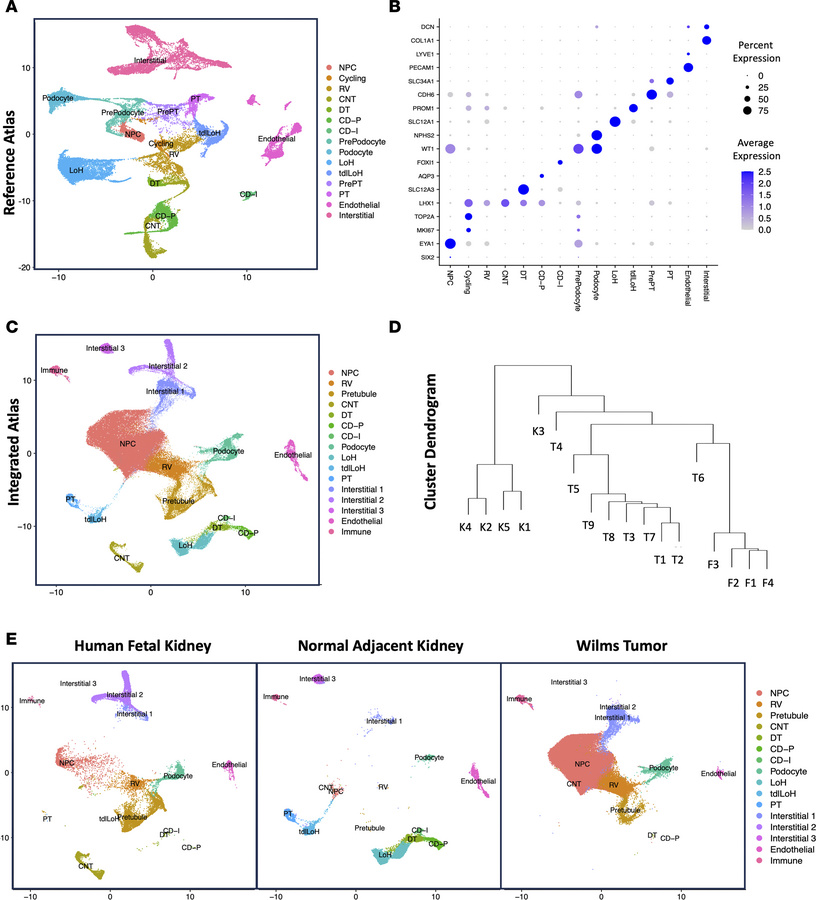 snRNA-seq identifies diverse cell types from favorable-histology Wilms t...