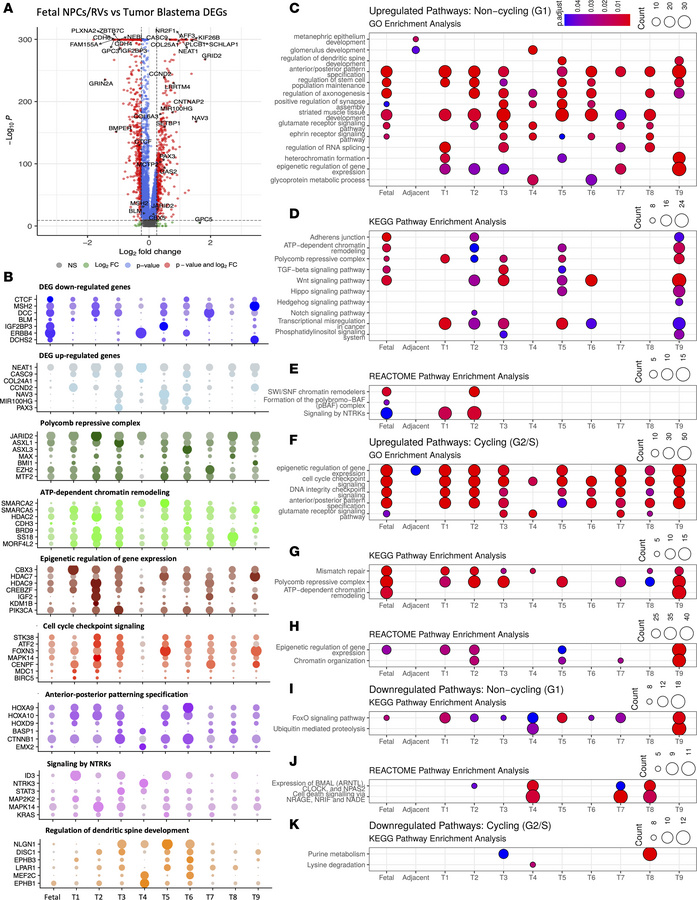 Differentially expressed gene (DEG) analysis of Wilms tumor blastema fur...