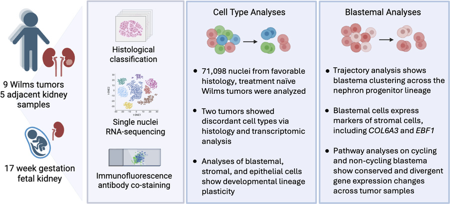 graphical abstract