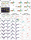 Trajectory analysis of Wilms tumor blastema shows intra- and intertumor het