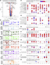 Differentially expressed gene (DEG) analysis of Wilms tumor blastema furthe