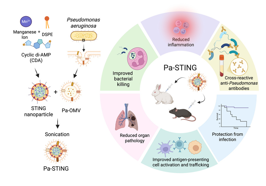 graphical abstract