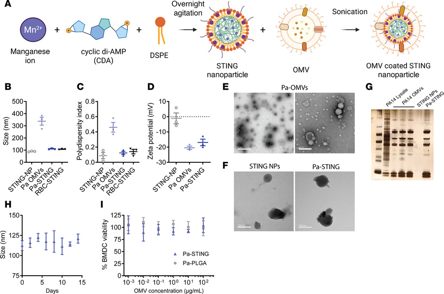 Characterization of Pa-STING NPs.
(A) STING nanoparticle synthesis. Mang...