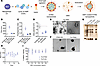 Characterization of Pa-STING NPs.