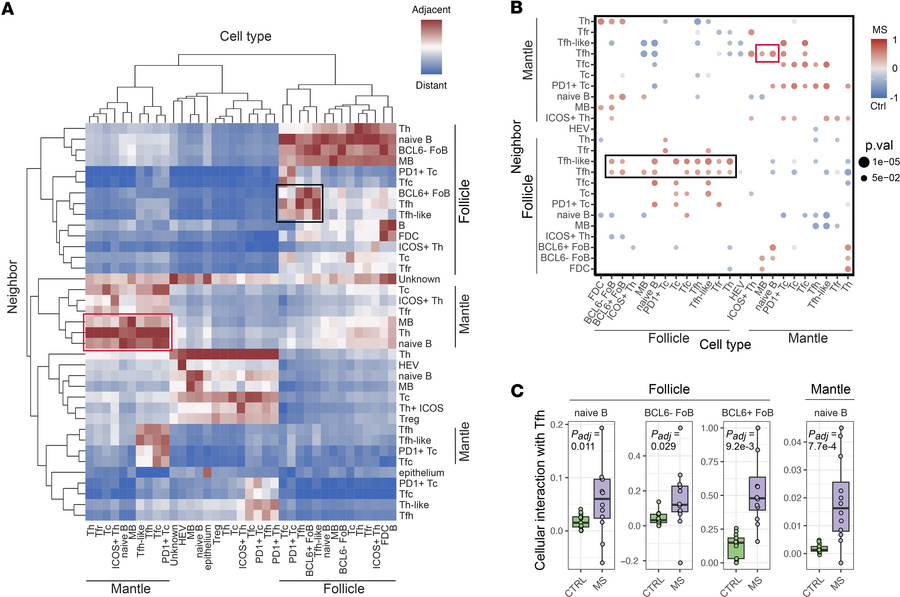 Tfh cells interact more with FoB cells in pwMS.
(A) Clustered heatmap of...