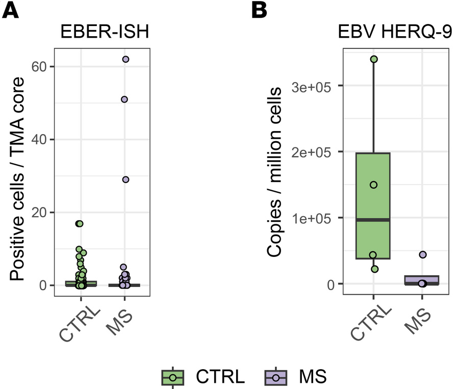 Detection of EBV in FFPE LNs.
(A) Box plot of EBER-positive cells in eac...