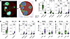 Expanded Tfh cells also accumulate in the mantle zone in pwMS.