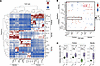 Tfh cells interact more with FoB cells in pwMS.