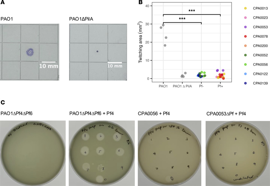 Clinical isolates do not twitch and are less susceptible to Pf than PAO1...