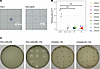 Clinical isolates do not twitch and are less susceptible to Pf than PAO1.