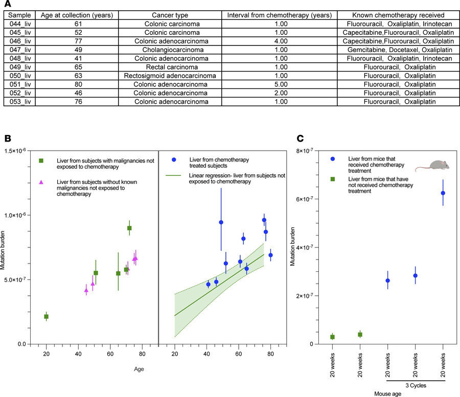 Somatic mutation rate in bulk liver tissue associated with chemotherapy....