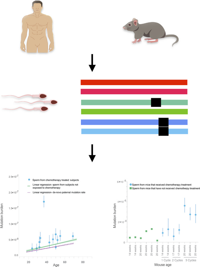 graphical abstract