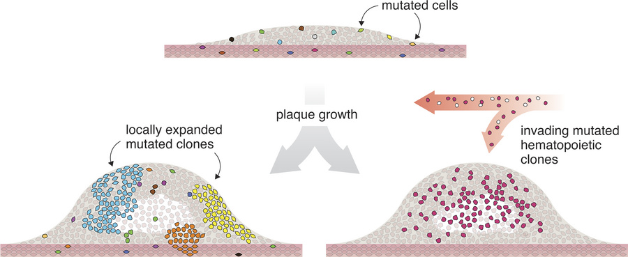 graphical abstract