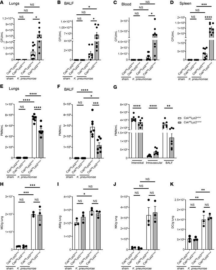 Csk is crucial for neutrophil recruitment and bacterial clearance in K. ...